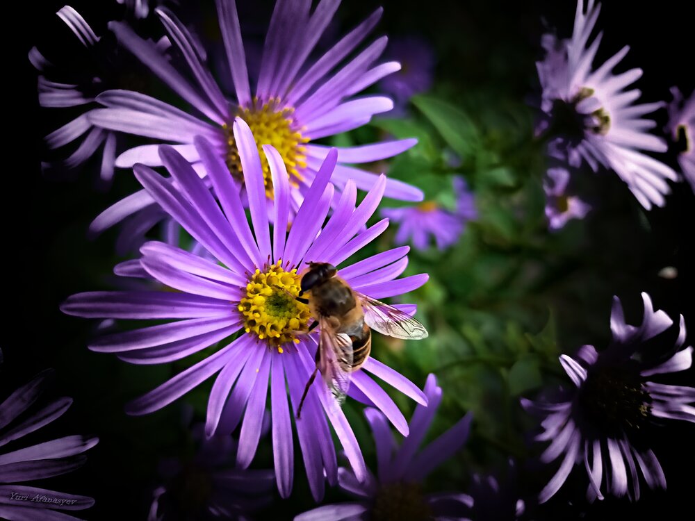 Photograph by Yuri Afanasyev