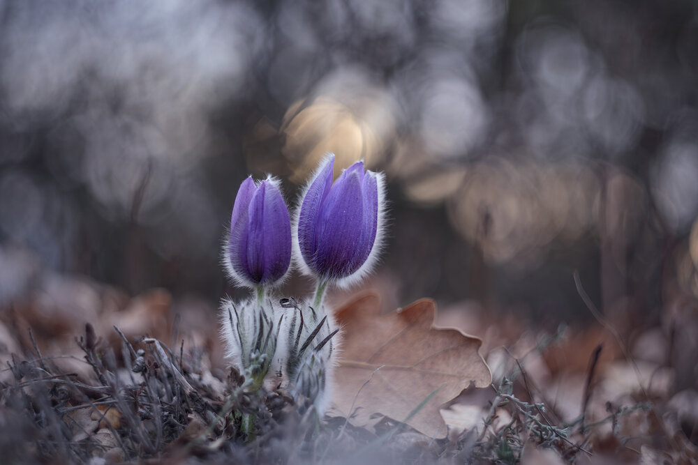 Photograph by Щепотина Татьяна