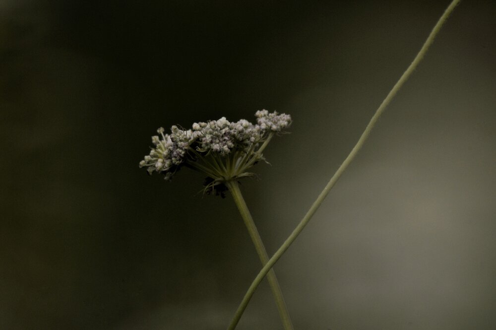 Photograph by Svetlana Timoshenko