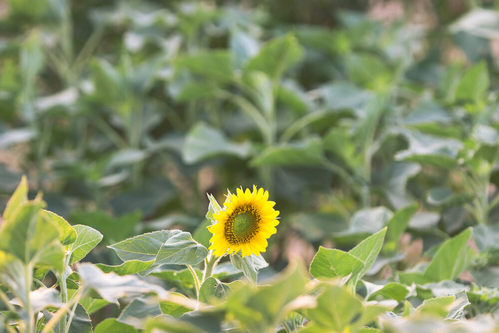 Photograph by Mohammad Hjn