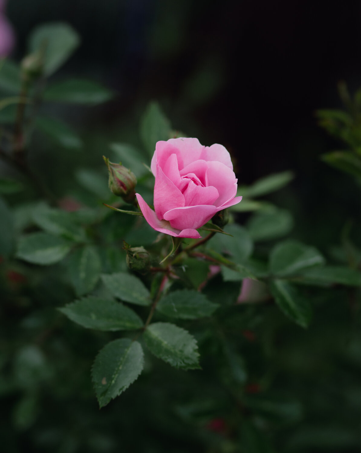 Фотография #13859393