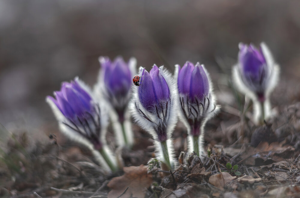 Photograph by Щепотина Татьяна