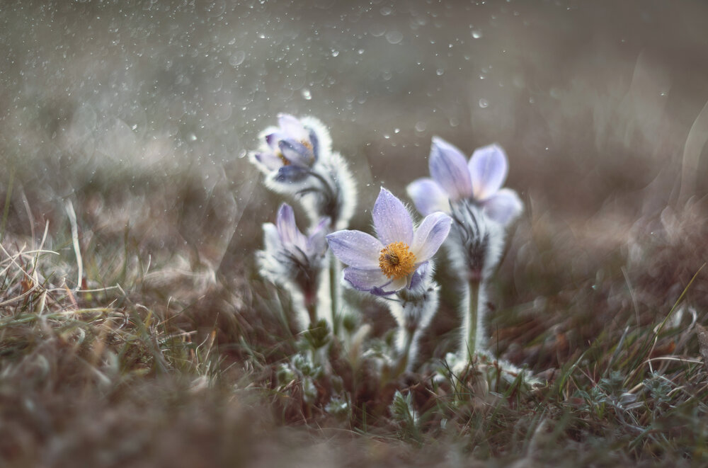Photograph by Щепотина Татьяна