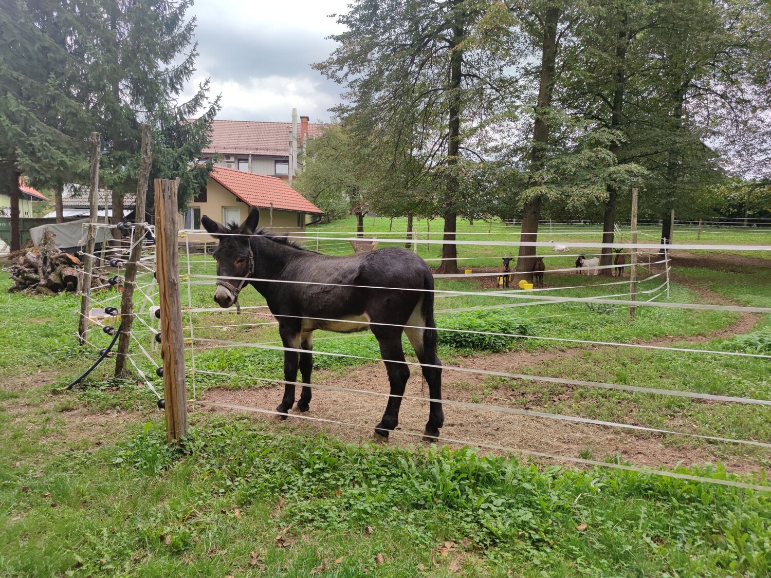 Photo #13859482