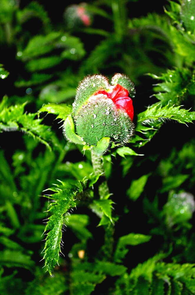Photograph by Юлия Волгина