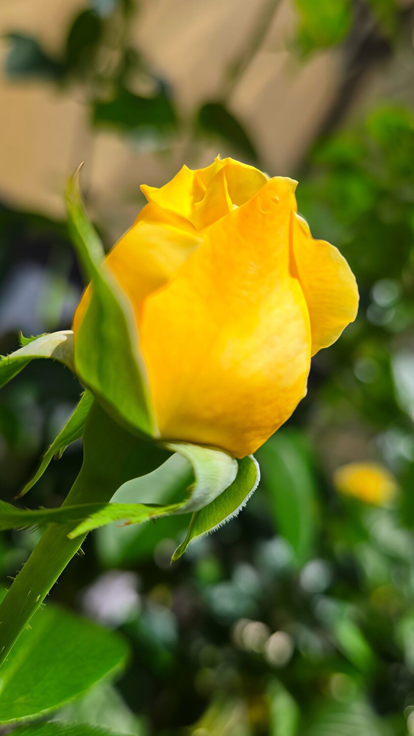 Golden Promise