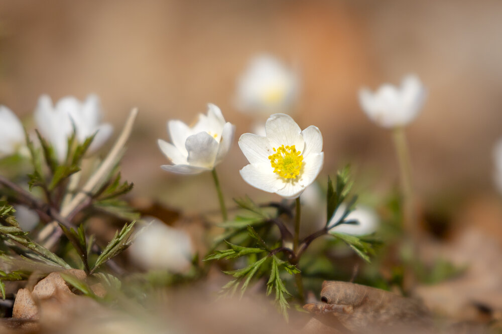 Photograph by Константин Чижов