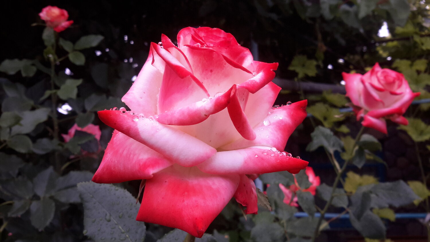 Photo #13859710