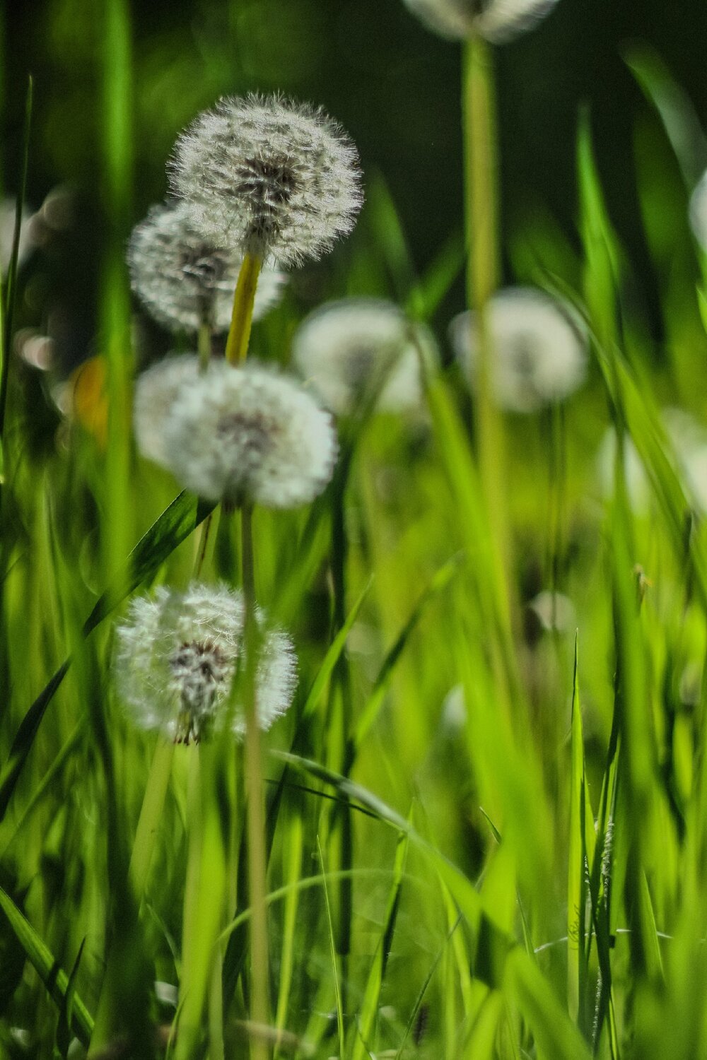 Photo #13859717