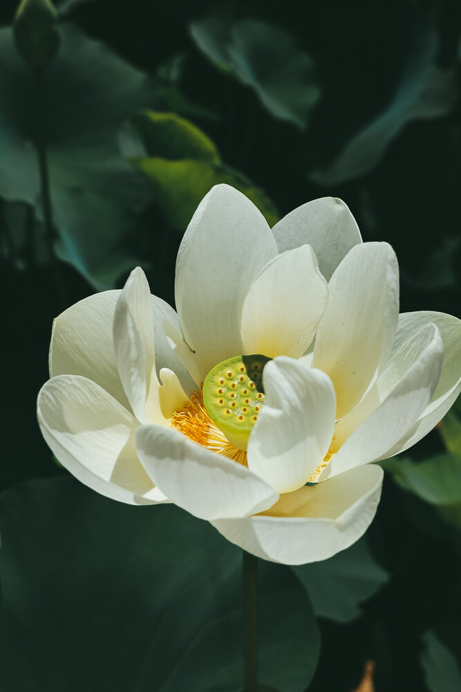 Photograph by Inna Vysotska