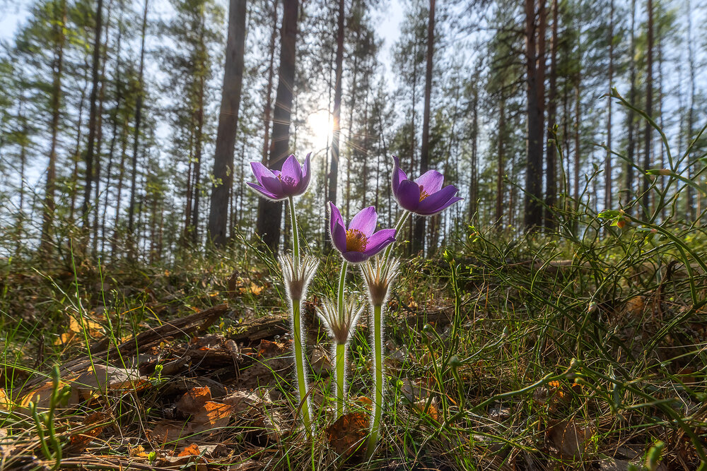 Фотография автора Alexander Pashenichev