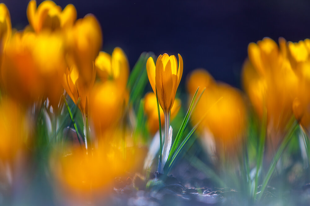 Фотография автора Alexander Pashenichev