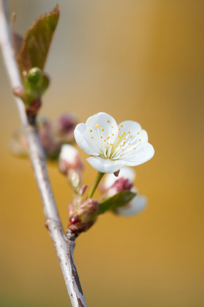 Photograph by Александра Смирнова