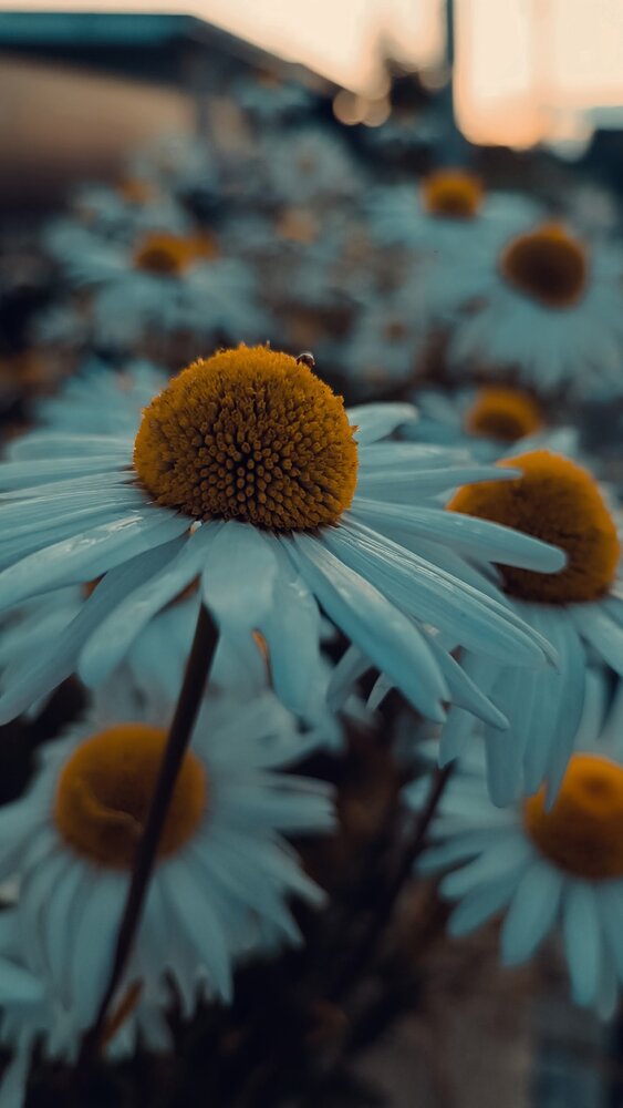 Photograph by Елена Калинина