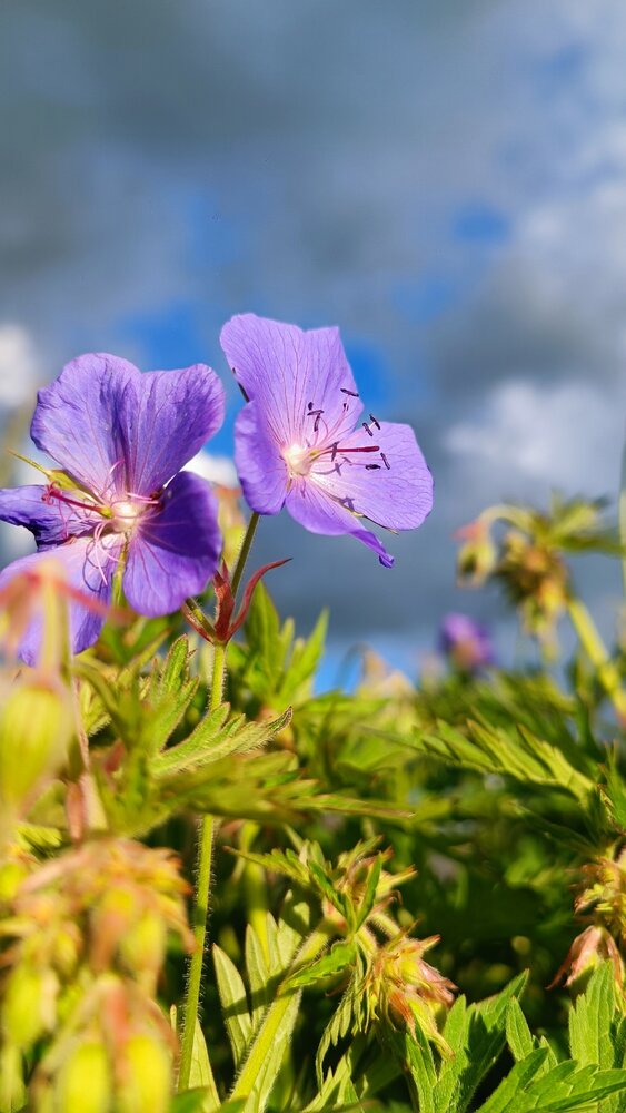 Photograph by Елена Калинина