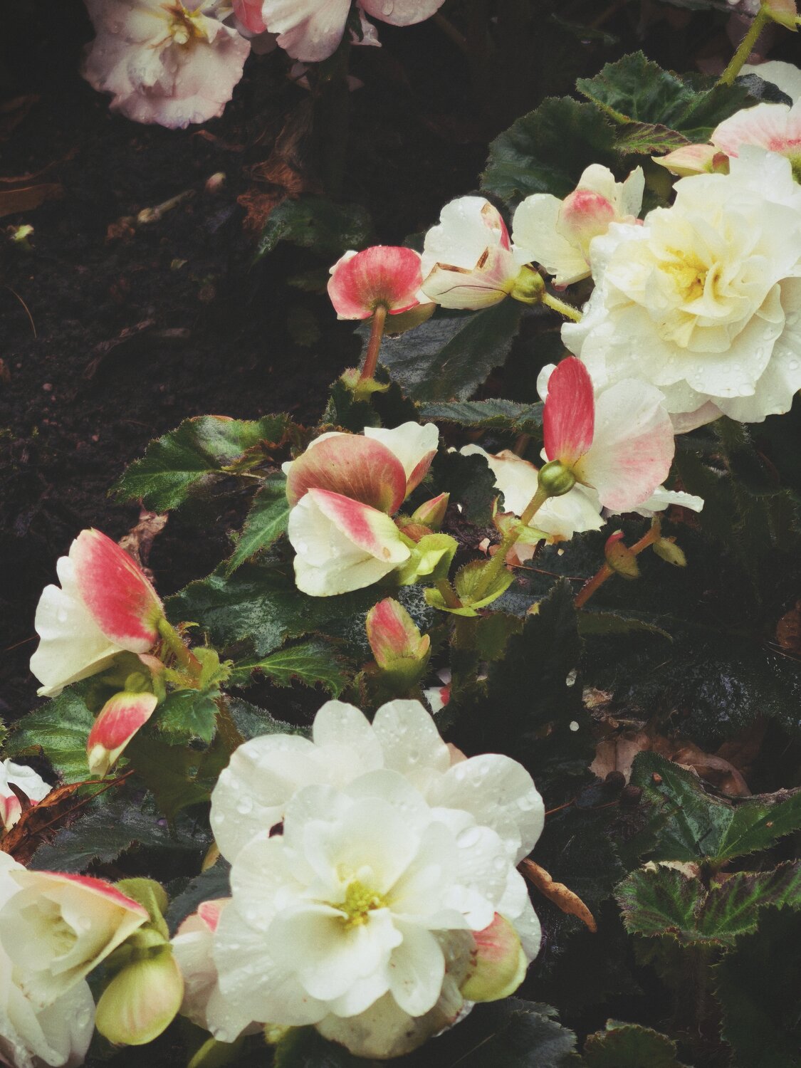 Photo #13860079