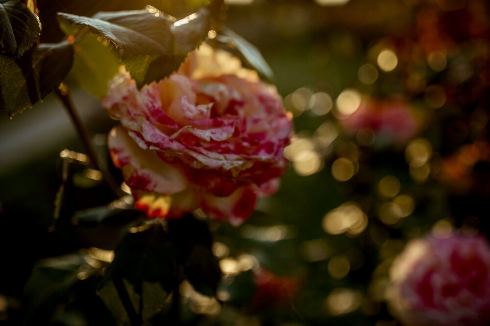 Photograph by Ольга Хентова