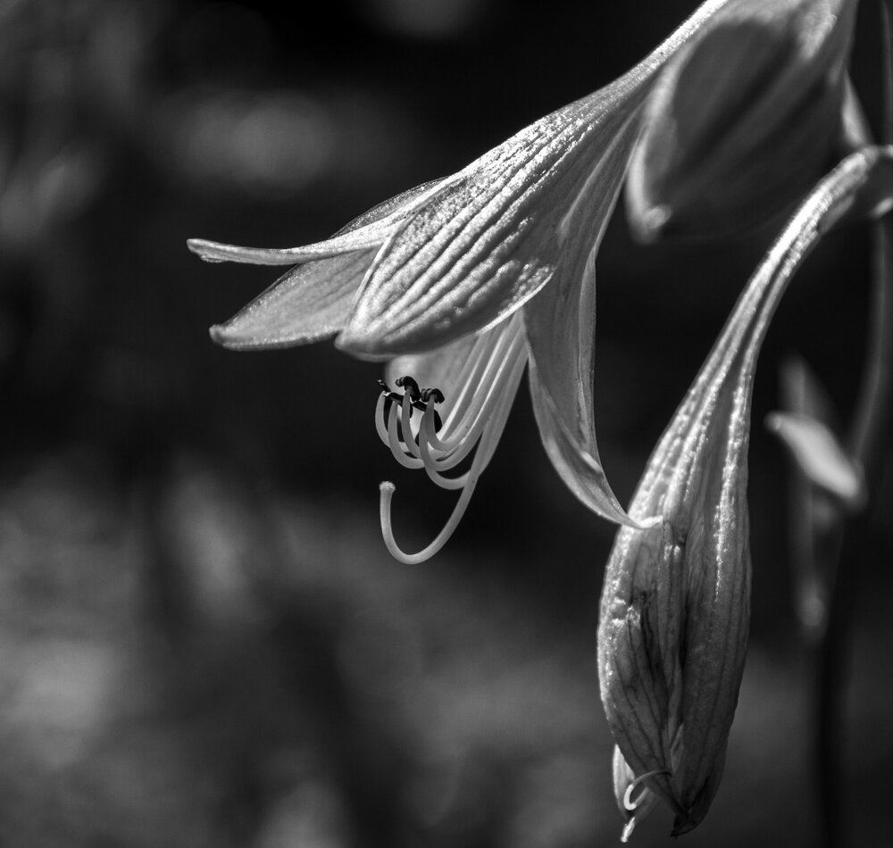 Photograph by Святослав Зеков