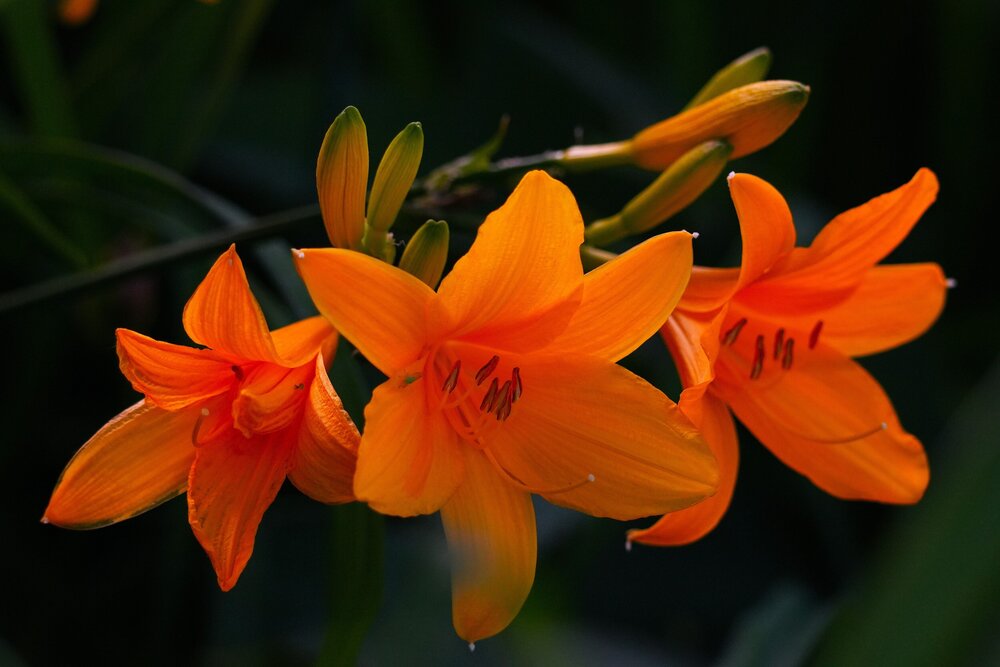 Photograph by Елена Викторовна