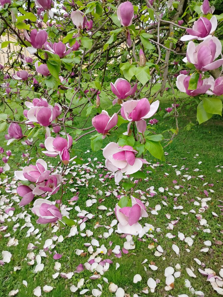 Blooming Pink Magnolia Flowers with Fallen Petals on Green Grass