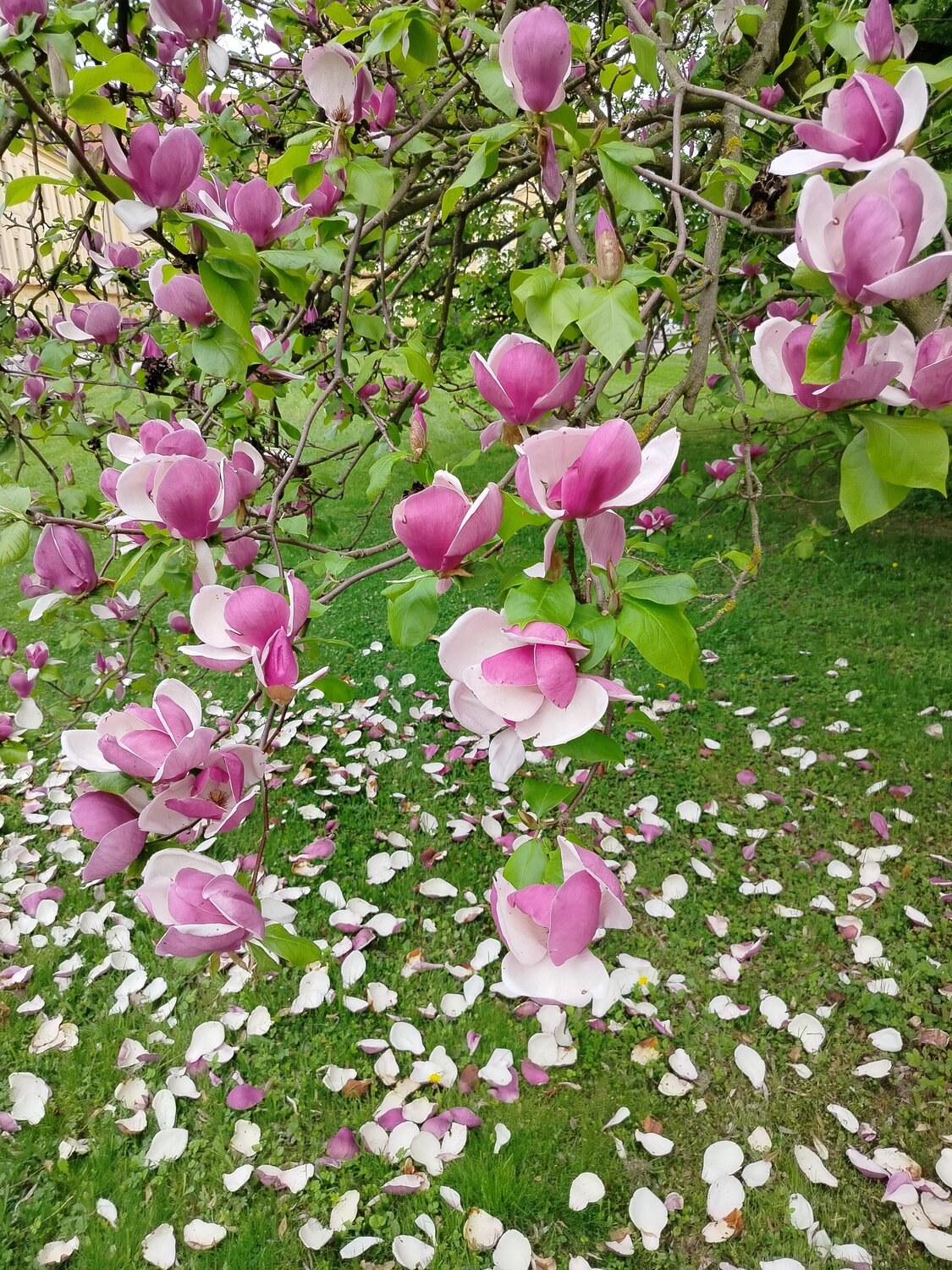 Blooming Pink Magnolia Flowers with Fallen Petals on Green Grass