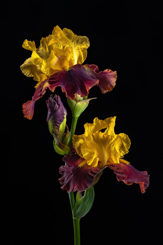 Photograph by Ольга Яр