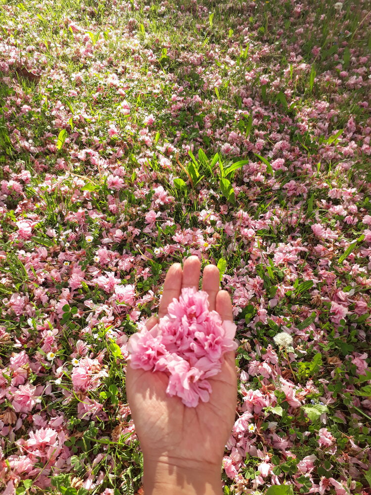 Hand Holding Delicate Pink Flowers in Spring Meadow