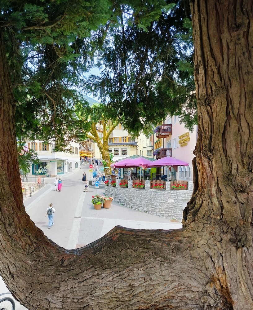 Natural Tree Frame Overlooking European Town Street