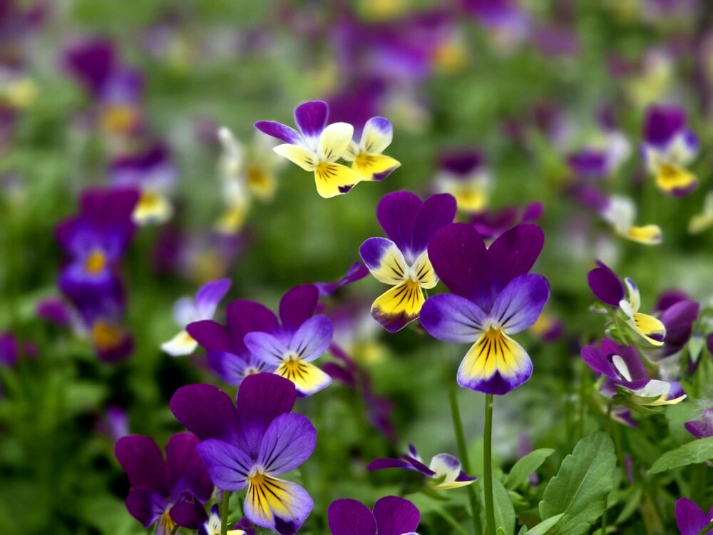 Photograph by Куделенко Оксана
