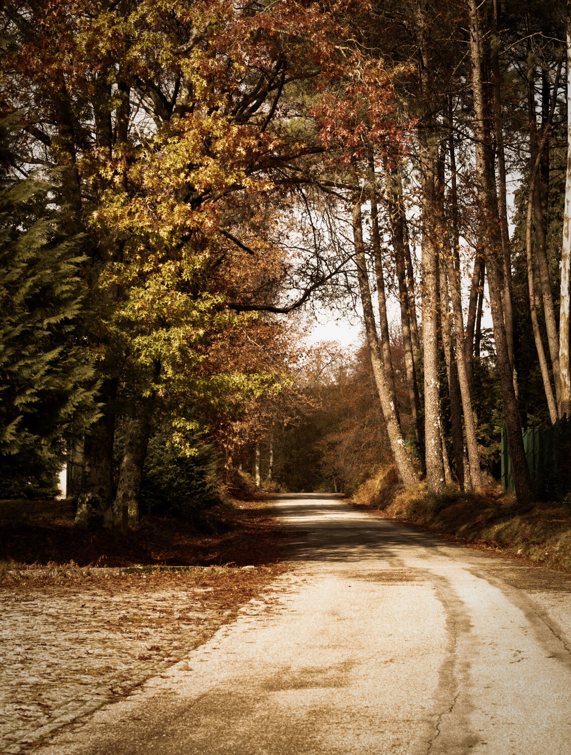 Photo #13860569
