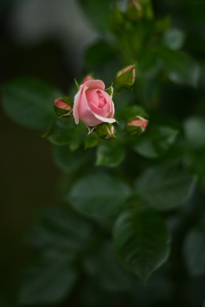 Photograph by Валентина Верчук