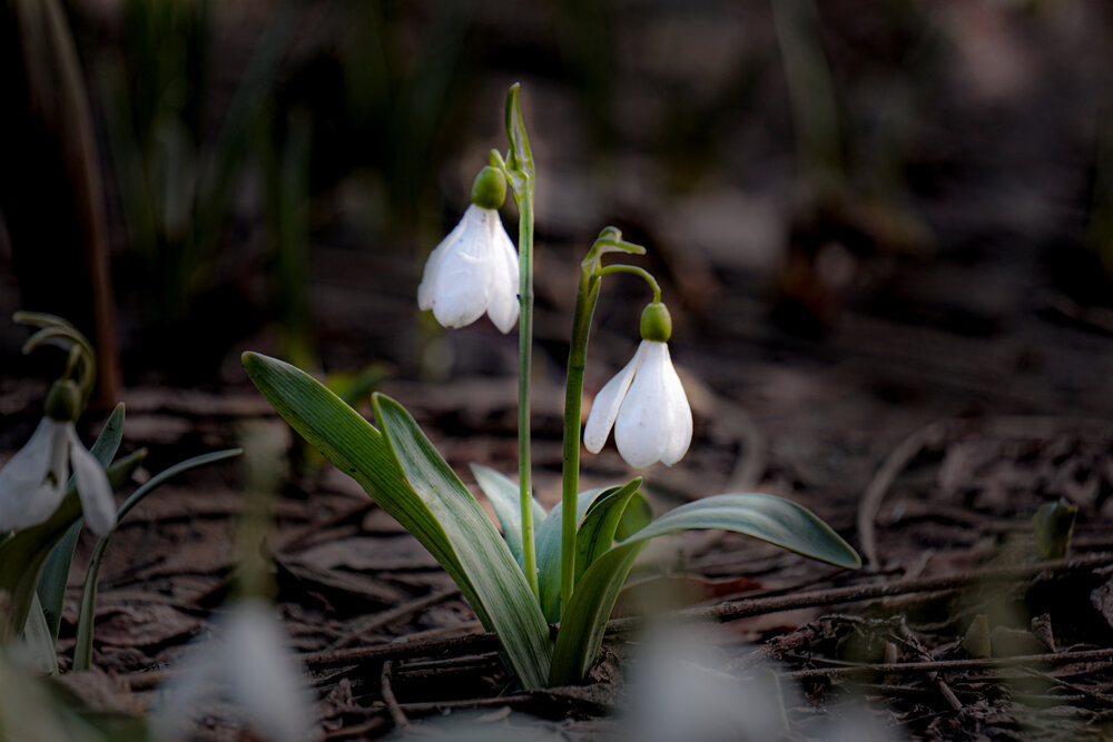 Photograph by Алфия Бугакова