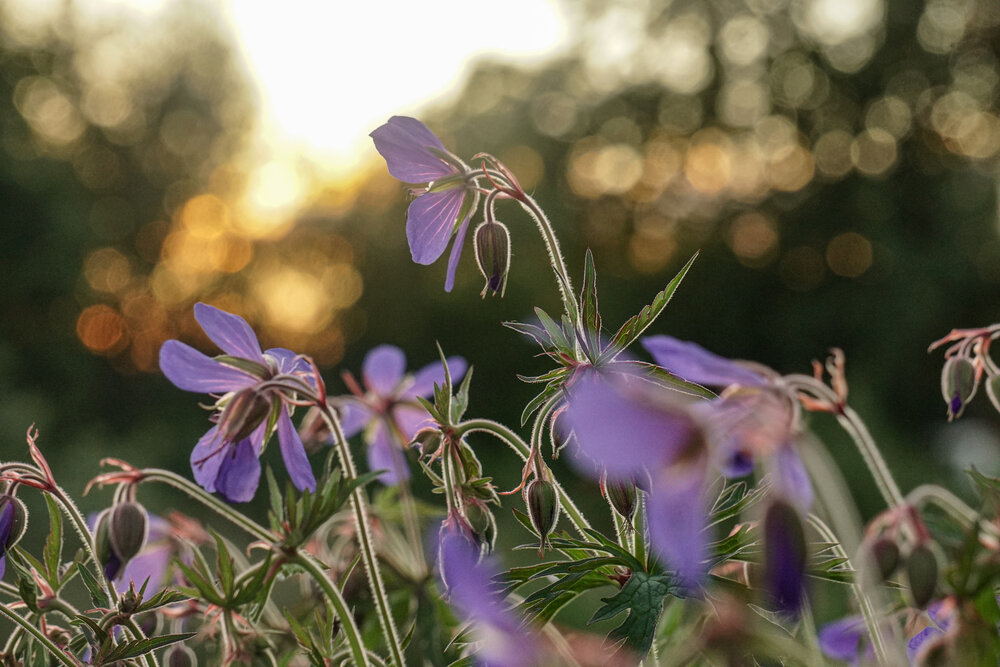 Photograph by Алфия Бугакова