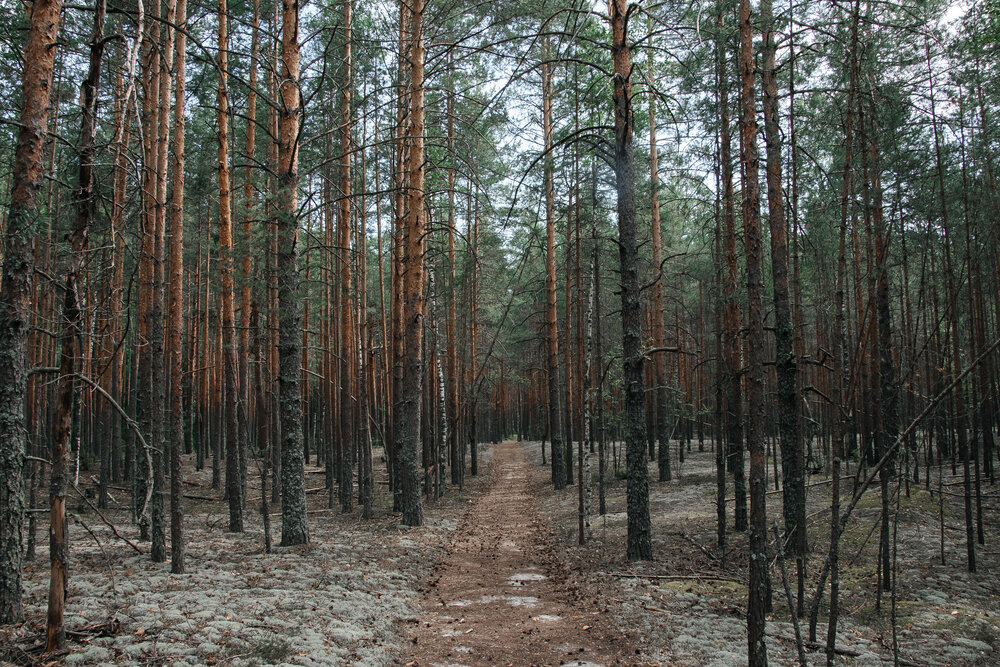 Photograph by Ольга Осинина