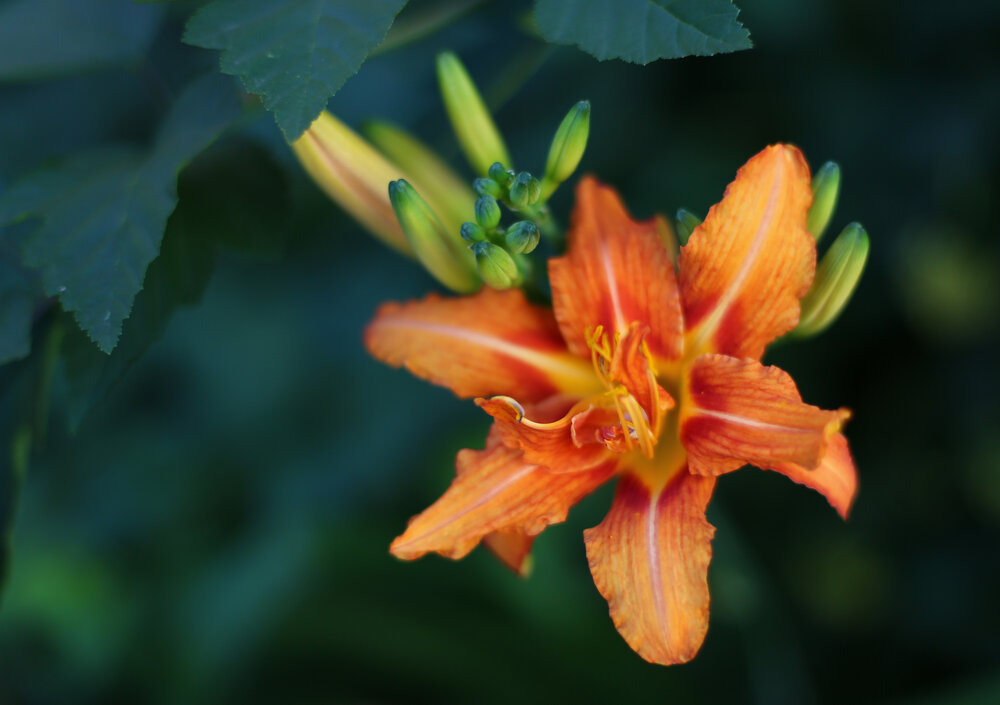 Photograph by Юлия Коннова