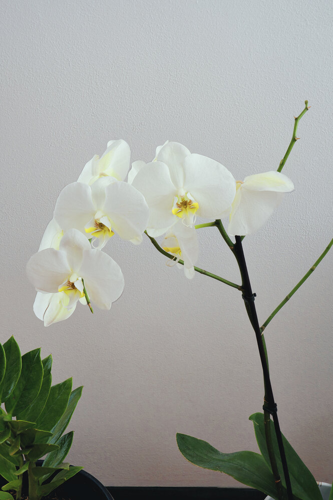 Elegance in Bloom: The White Orchid