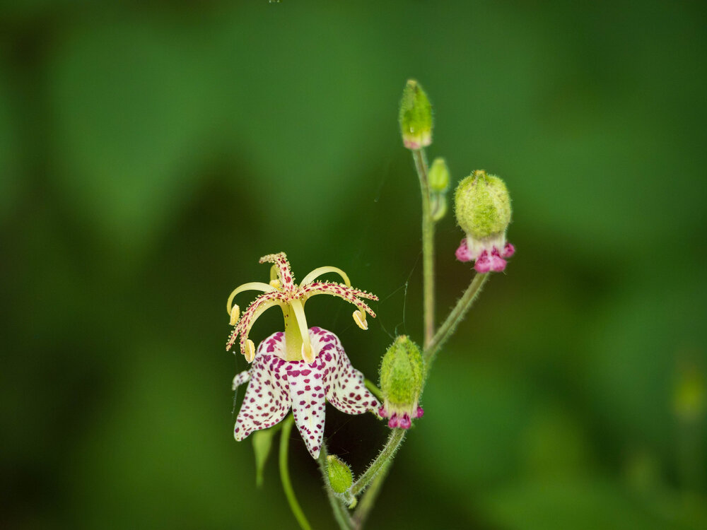 Photograph by Gunma No UMA