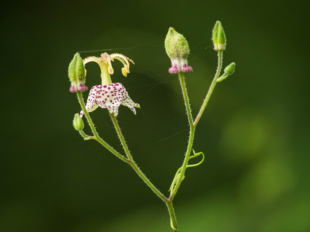 Photograph by Gunma No UMA