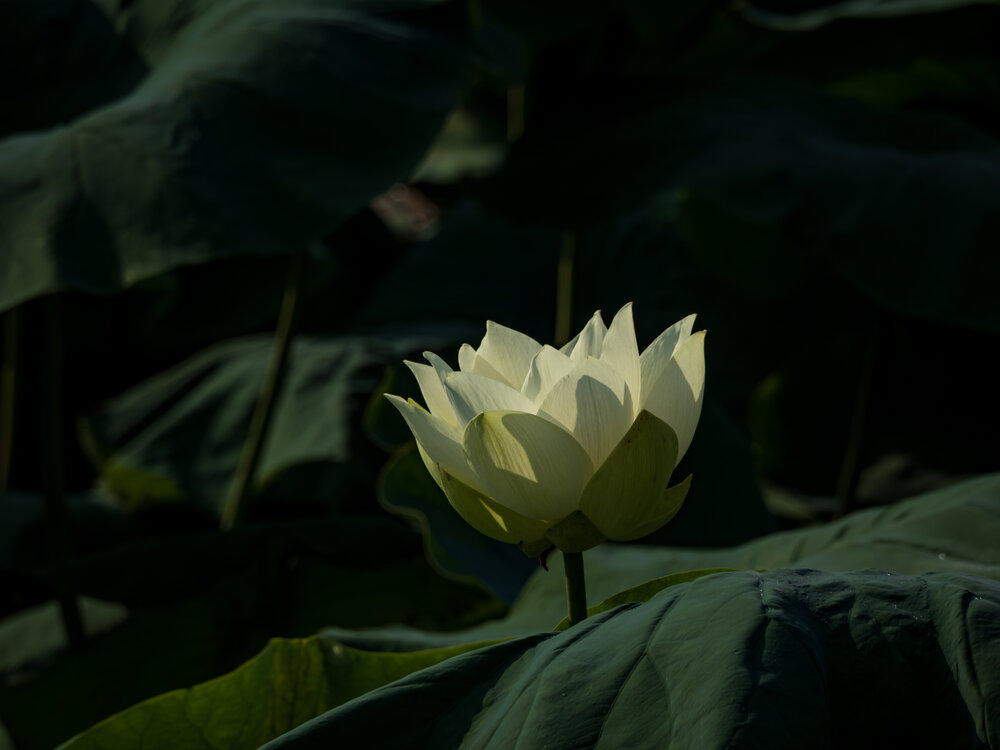 Photograph by Gunma No UMA