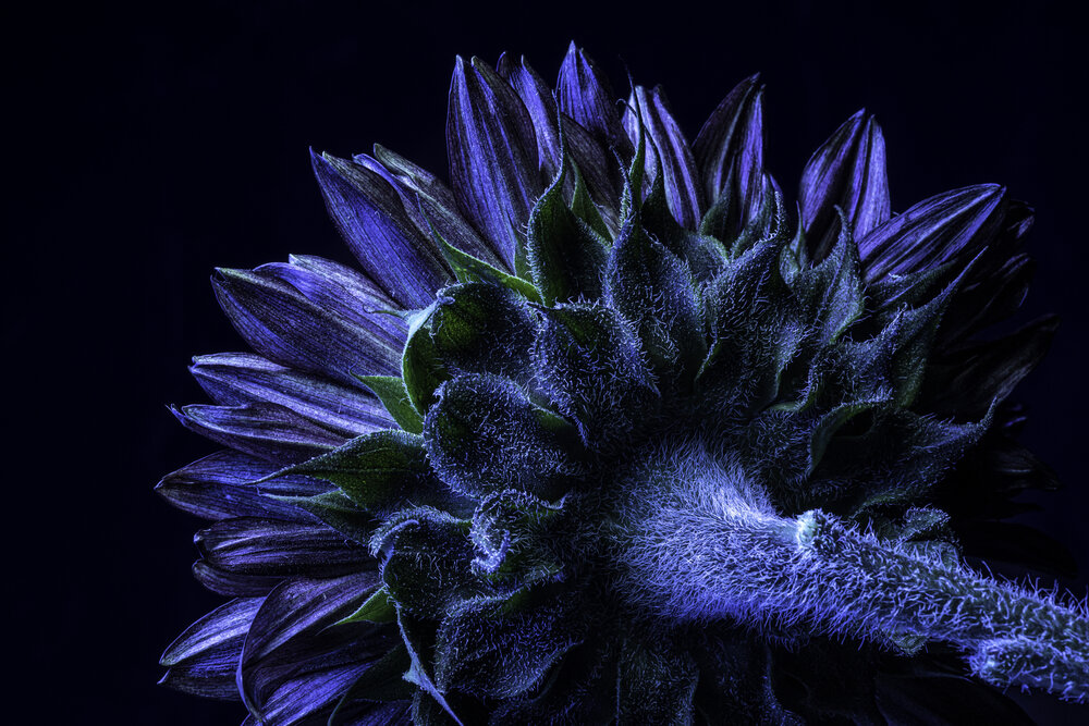 Neon Sunflower
