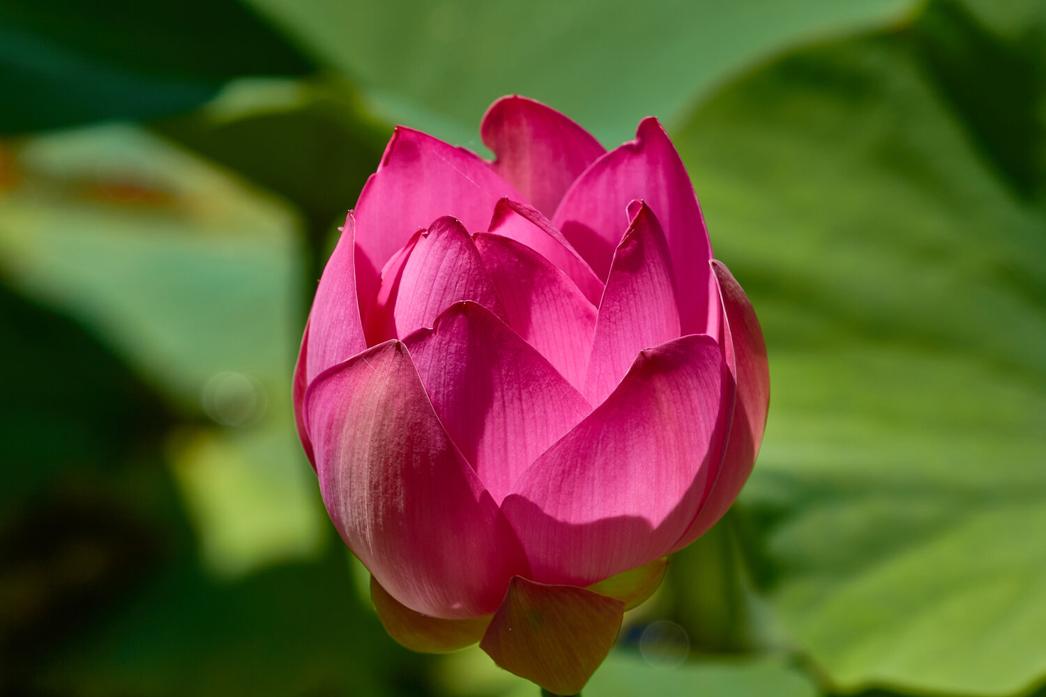 Фотография #13861009