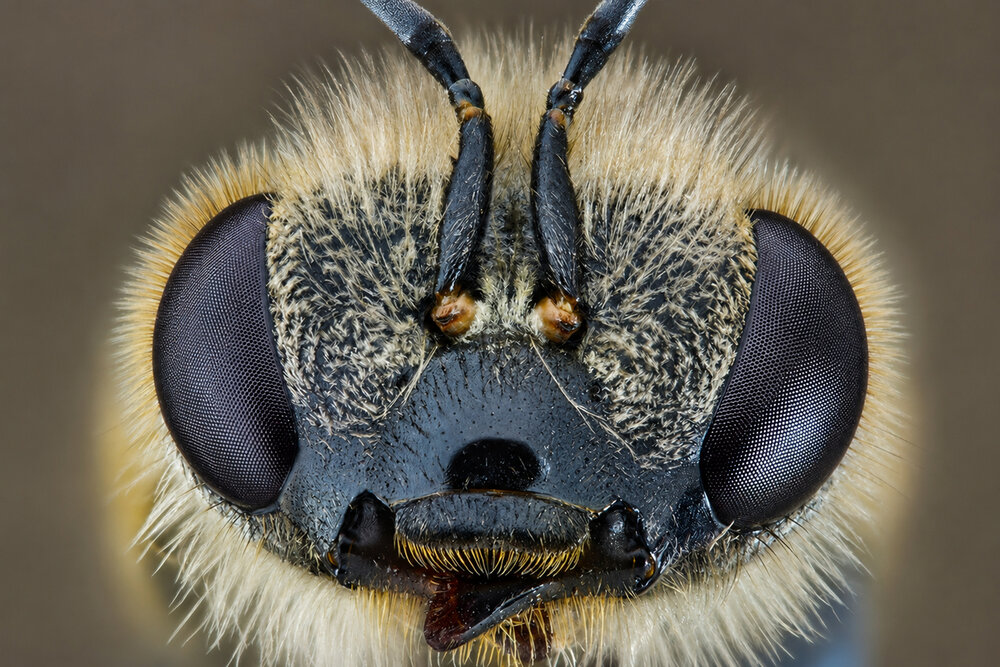 The Geometry of a Pollinator
