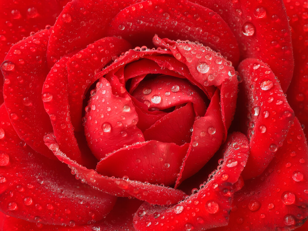 Crimson Elegance After the Rain