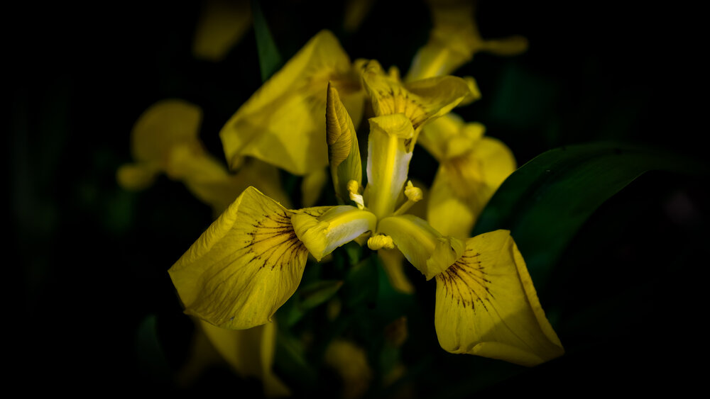 Фотография автора Роман Алейников