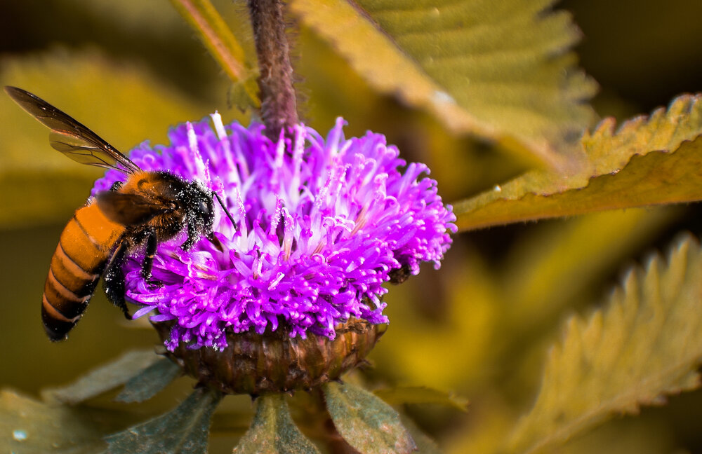Photograph by Subhadip Kanjilal
