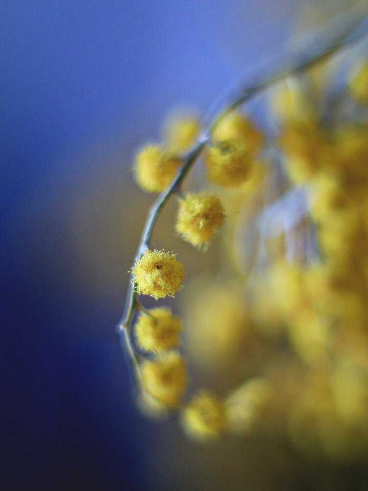 Photograph by Светлана Алехина