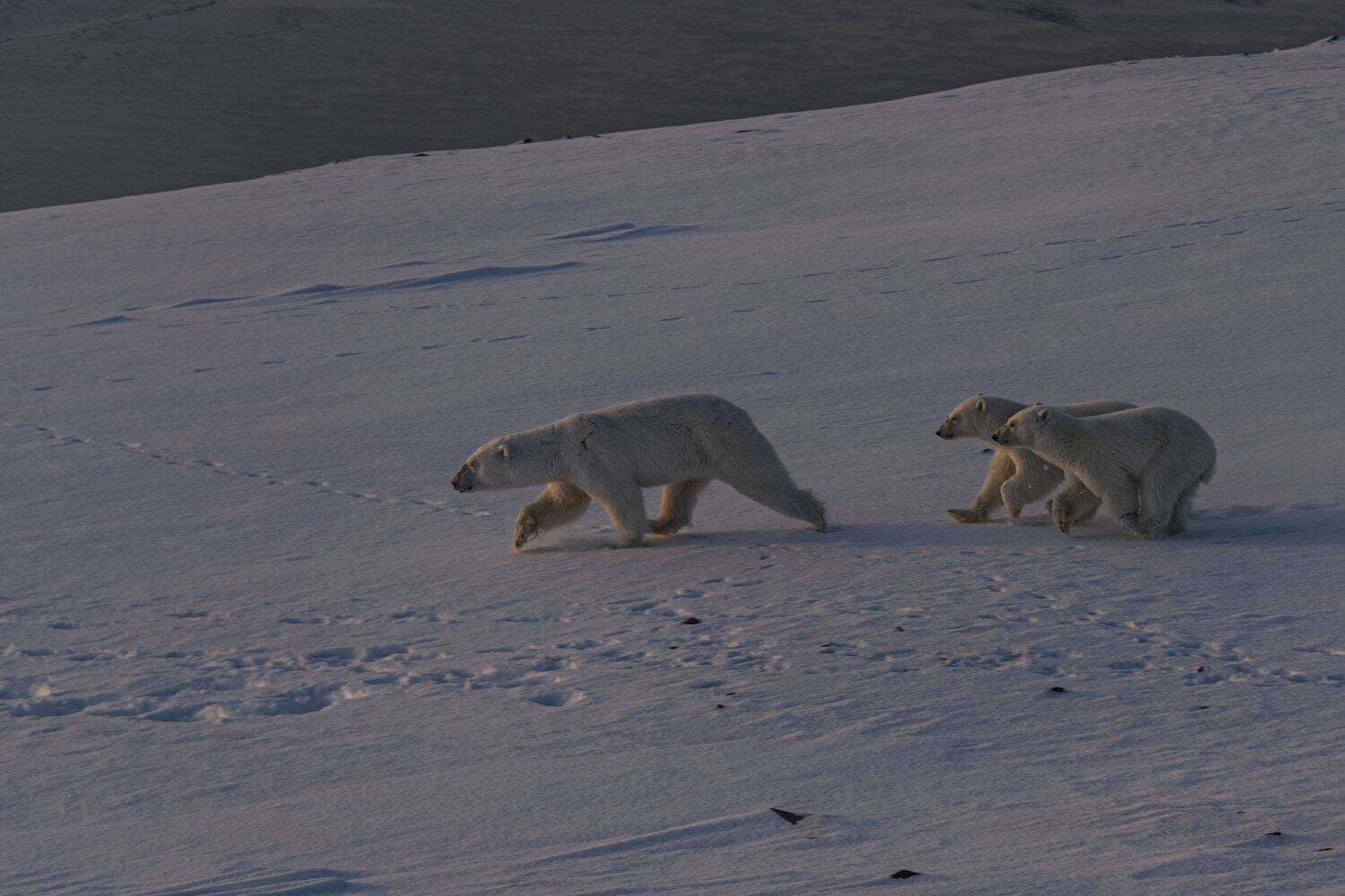 Photo #13861444