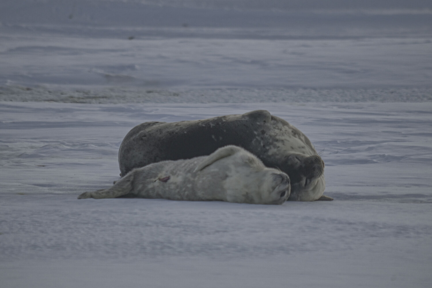 Photo #13861456