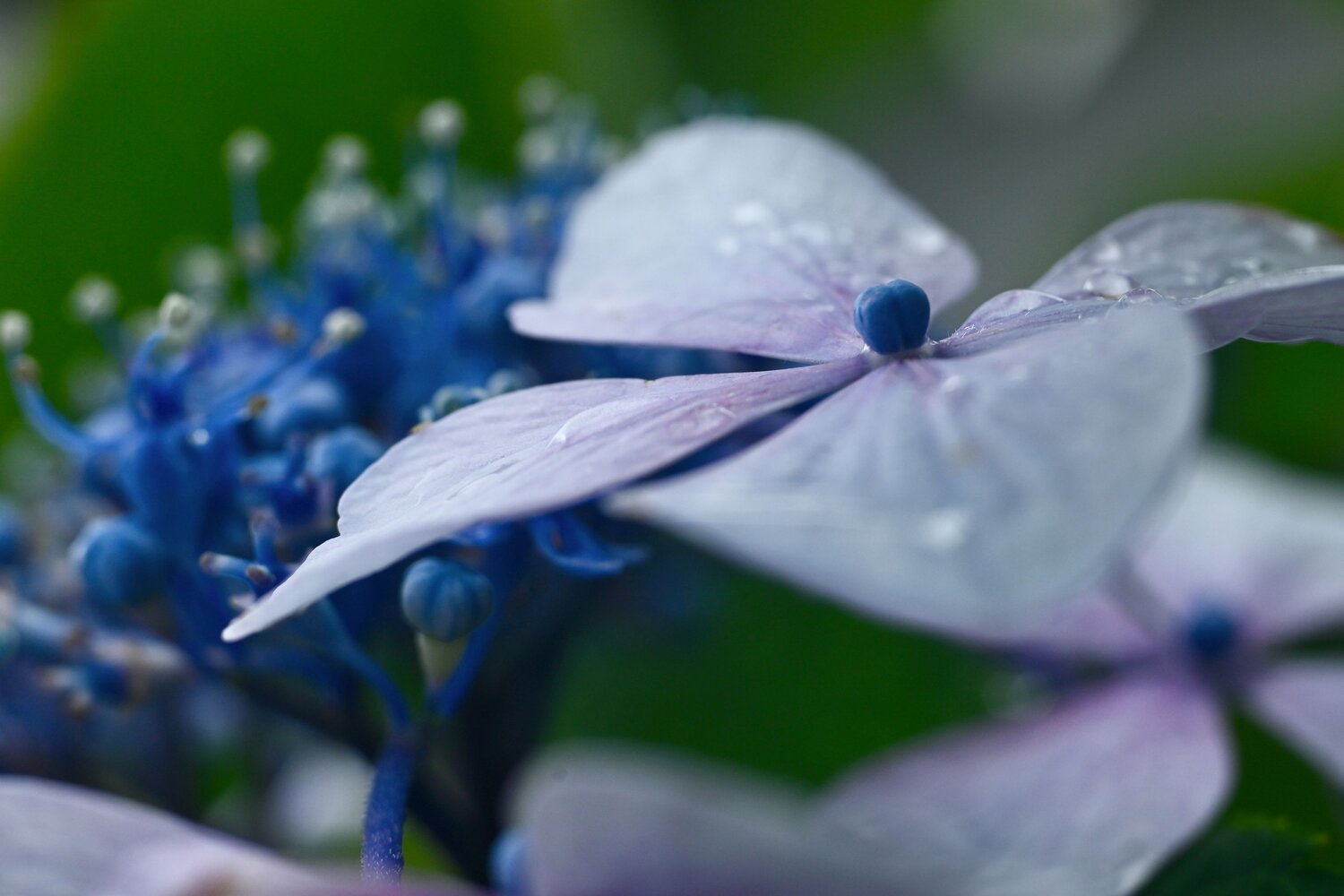 After the Rain