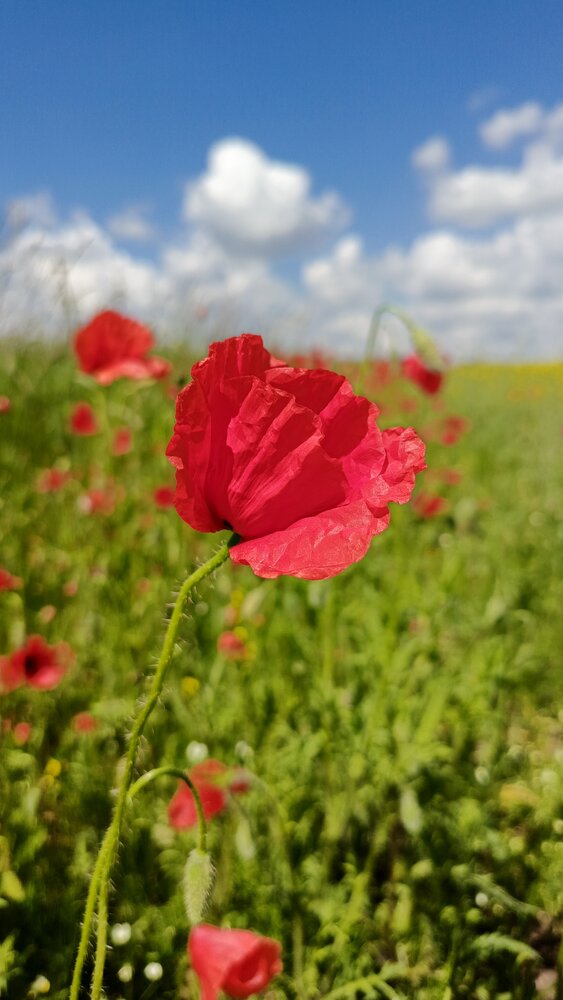 Photograph by Ольга Рубцова